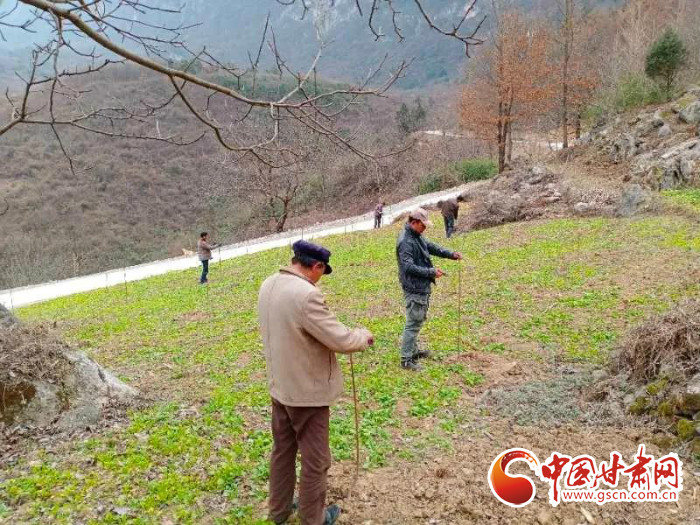 【甘肅全民戰(zhàn)“疫”】戰(zhàn)“疫”中，隴南稻坪的春天