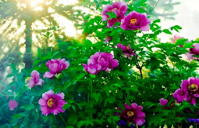 【“甘味”故事】“百花王”駕到！國色傾城正當(dāng)時