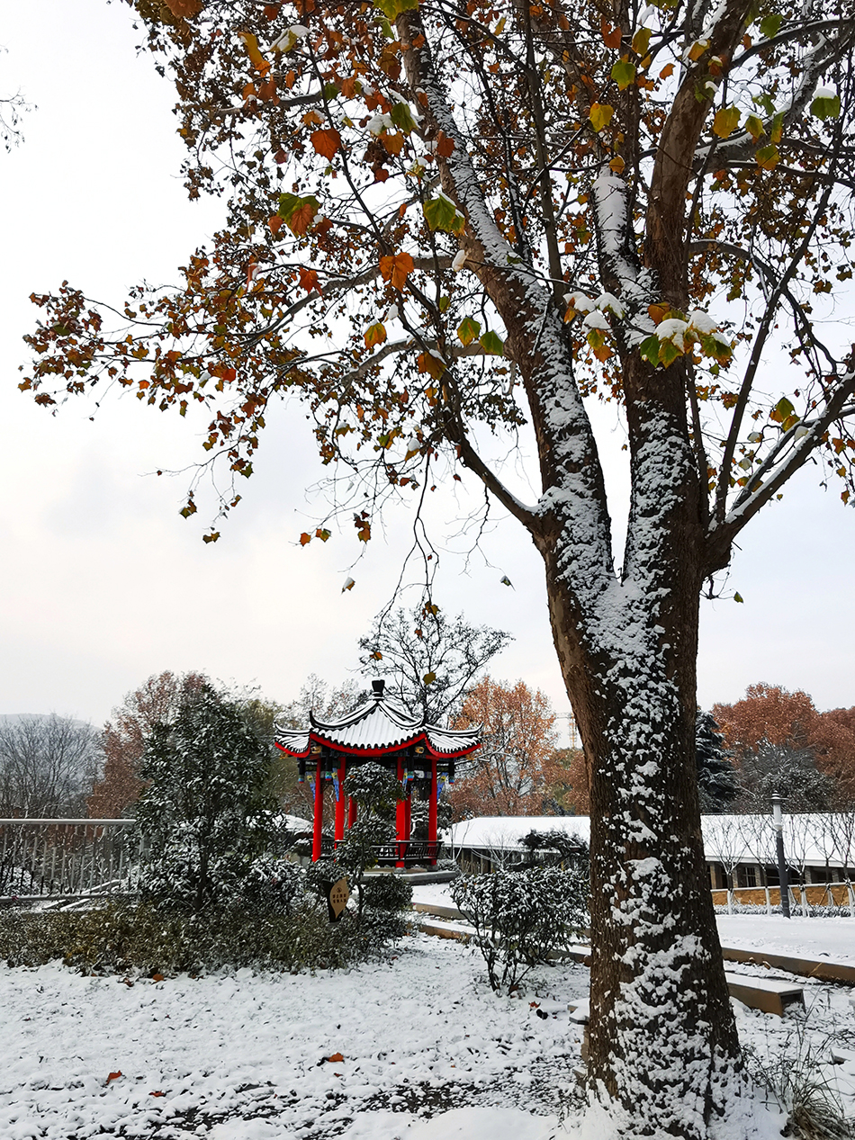 高清大圖|天水弘文園初雪，你喜歡嗎？