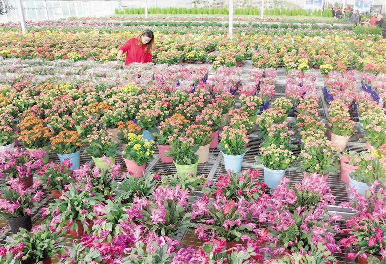 臨夏縣20多萬株水仙花、杜鵑、蝴蝶蘭等60多種花卉競相綻放