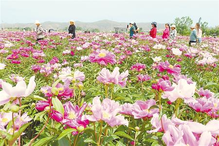 游客在臨夏市枹罕鎮(zhèn)江牌村芍藥種植基地觀(guān)賞花卉