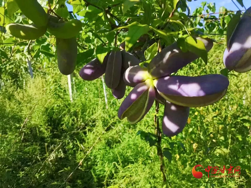 【小康圓夢(mèng)·看甘肅】康縣岸門口鎮(zhèn)：八月瓜“炸”來(lái)了新生活