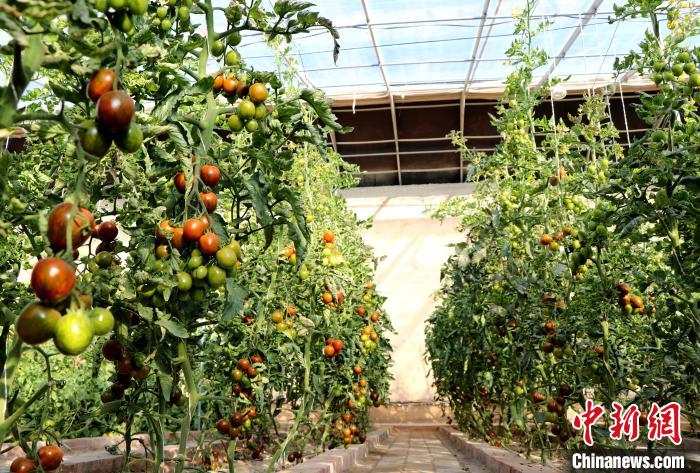 12月14日，甘肅省武威市民勤縣紅旗谷現(xiàn)代農(nóng)業(yè)產(chǎn)業(yè)園，溫棚內(nèi)“水果西紅柿”長勢良好。　馬愛彬 攝