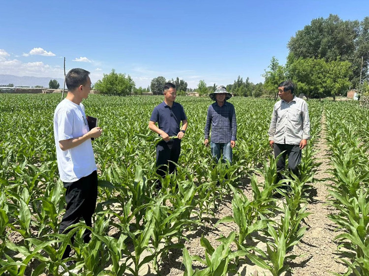 臨澤縣蓼泉鎮(zhèn)紀(jì)委工作人員深入田間地頭，現(xiàn)場(chǎng)了解玉米制種長勢(shì)和產(chǎn)業(yè)發(fā)展情況。.jpg